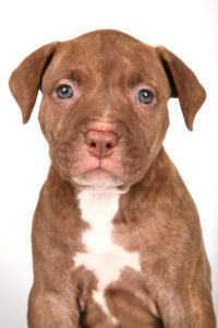brown pitbull puppy